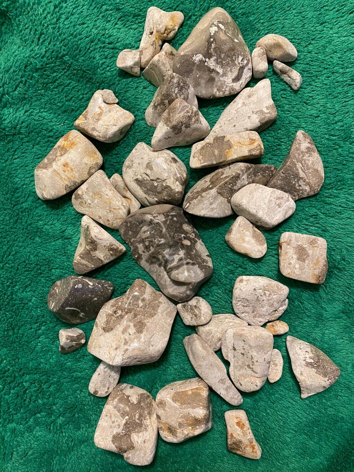 Tumbled Porcelaineous Dolostone (with Fossils)