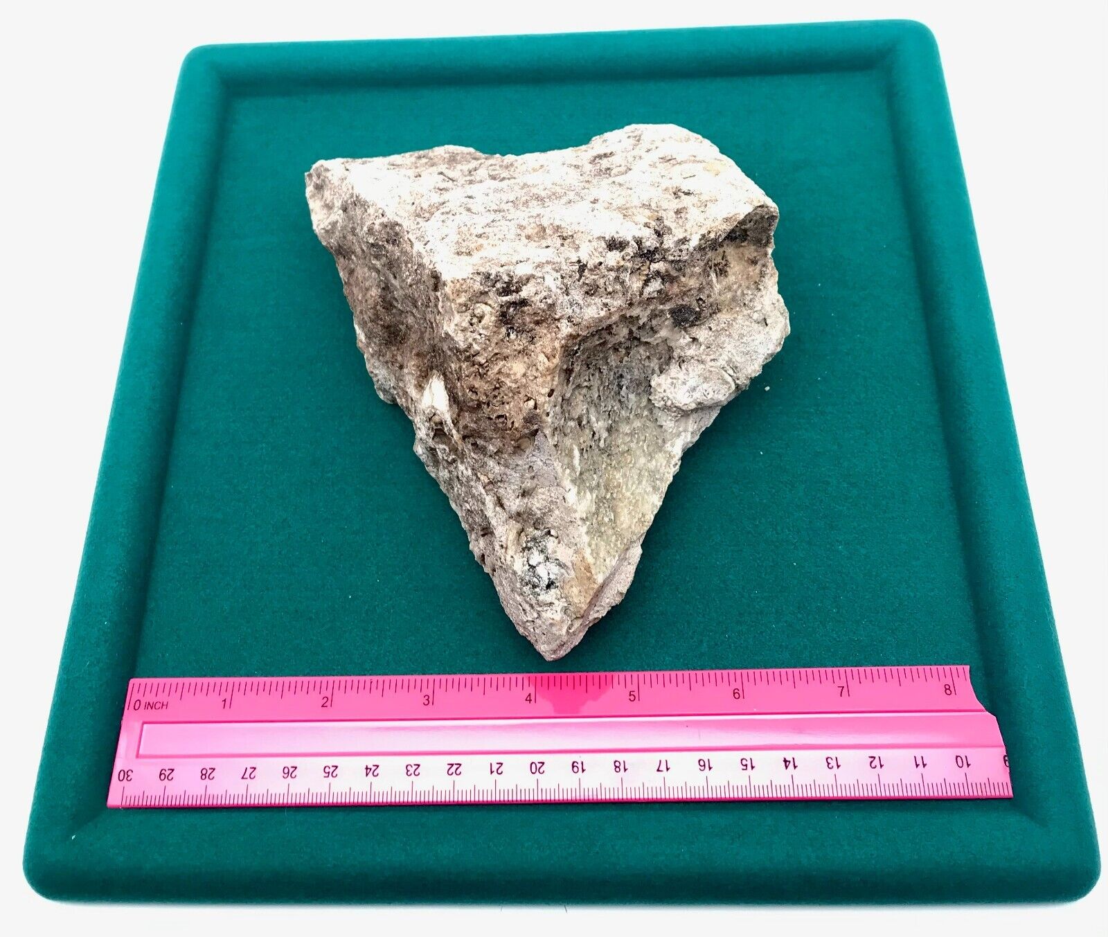 Unidentified Possible Pliosaur Or Similar Prehistoric Reptile Fossil Tooth Xl