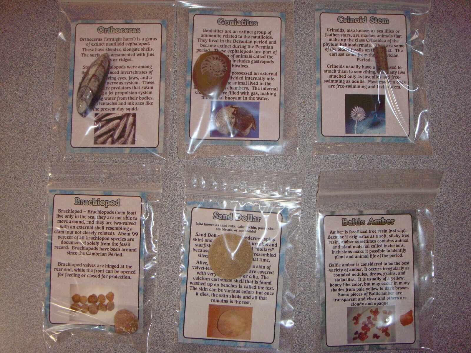 Aquatic Series Collector Cards - 6 Different Fossils W/information