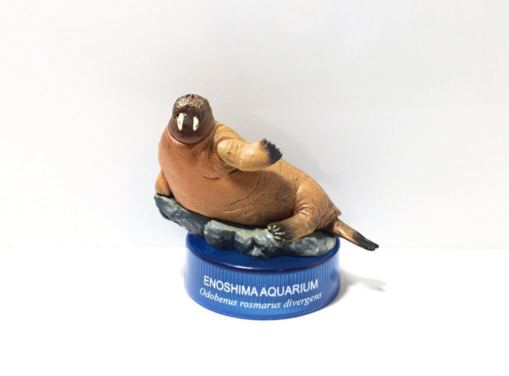 Kaiyodo Japan Exclusive Capsule Enoshima Aquarium Pacific Walrus Animal Figure
